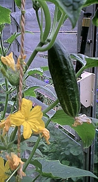 Cucumbers (5 July)